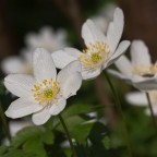 L'anemone dei boschi (Anemone nemorosa) L'anemone dei boschi (Anemone nemorosa)