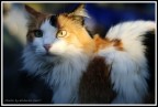Gatto Gatto