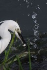 la legge della natura la legge della natura