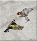 I soliti cardellini I soliti cardellini