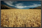 Grano Grano