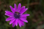 Primo fiore primo insetto Primo fiore primo insetto