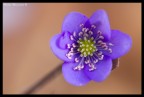 Hepatica nobilis Hepatica nobilis