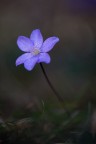 Hepatica_nobilis Hepatica_nobilis