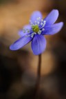Anemone hepatica Anemone hepatica