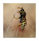 una vespa non fa primavera una vespa non fa primavera