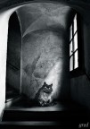 L'attendente fedele L'attendente fedele