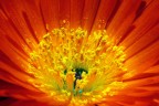 Esplode una nuova Primavera Esplode una nuova Primavera