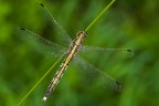 Orthetrum albistylum (femmina) dall'alto... Orthetrum albistylum (femmina) dall'alto...