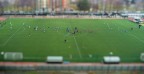 subbuteo subbuteo