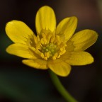 Un fiore Un fiore