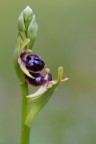 Ophrys garganica - Ophrys passionis Ophrys garganica - Ophrys passionis