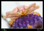 Thomisus onustus Thomisus onustus