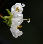 Susina in fasce Susina in fasce