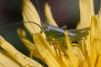 Una piccola cavalletta Una piccola cavalletta