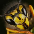 Ritratto di Vespula germanica Ritratto di Vespula germanica