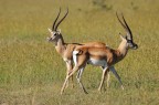 Gazzelle di Grant Gazzelle di Grant