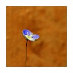 Occhietto della Madonna Occhietto della Madonna