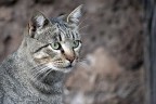 Gatto grigio Gatto grigio