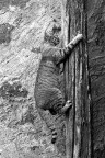 Gatto acrobata Gatto acrobata