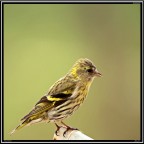 Verdone # 1 Verdone # 1