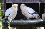 Piccoli della mamma!!! Piccoli della mamma!!!