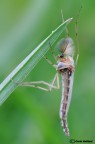 Chironomide Chironomide