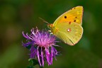 Colias Colias