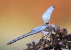 Orthetrum albistylum Orthetrum albistylum