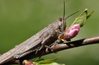 Attacco alla primavera Attacco alla primavera