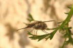...Bombylius...!!! ...Bombylius...!!!