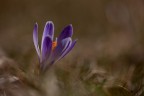 Crocus Crocus