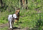 Clio e Marat durante la loro quotidiana passeggiata nel bosco