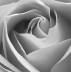 Rose Rose