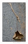 Natura morta (02)