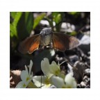 Macroglossa Macroglossa