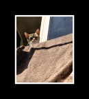 curiosità curiosità