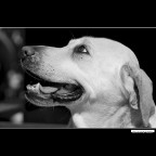 ::: RIGA ::: ::: RIGA :::