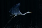 Airone al crepuscolo Airone al crepuscolo