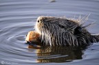 nutria nutria