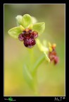 Ophrys bombyliflora Ophrys bombyliflora