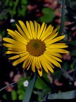 FIORE FIORE