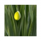 Il "Nemo" dei fiori Il "Nemo" dei fiori