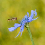 Sirfide in volo su radicchio selvatico Sirfide in volo su radicchio selvatico