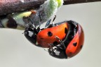 Ledybug sex Ledybug sex