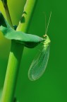 verde verde