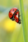 ladybugs in love ladybugs in love