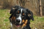 Prove col mio cane!