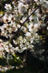 Primavera Primavera