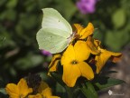 Pieride Coliadinae o Cedronella
Foto scattata a mano libera, di rapina. Valore fotografico modesto, ma  la prima farfa che mi capita a tiro in questa stagione e ho voluto postare lo stesso.

[b]EXIF:[/b]
Data e ora della foto: 10-04-2010, 12:46
Lunghezza focale: 105.0mm 
Apertura: f/9.0
Tempo di esposizione: 1/500
Equivalente ISO: 200
Compensazione di esposizione: -0.30 EV
Fonte di luce: Sole
Uso del flash: No
MANO LIBERA

[url=http://img638.imageshack.us/img638/56/20100410farfalla03hi.jpg]HR